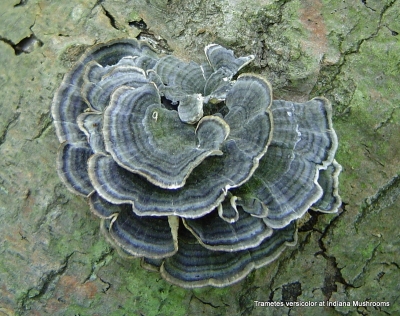 Трамета гриб (Trametes versicolor), плодовое тело, Жив Здоров, 50/100г